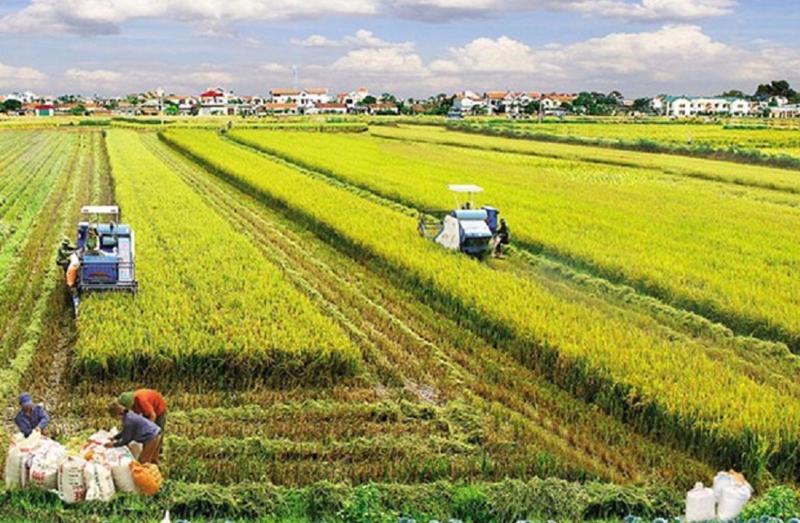Bộ Tài chính đề xuất tiếp tục miễn thuế sử dụng đất nông nghiệp