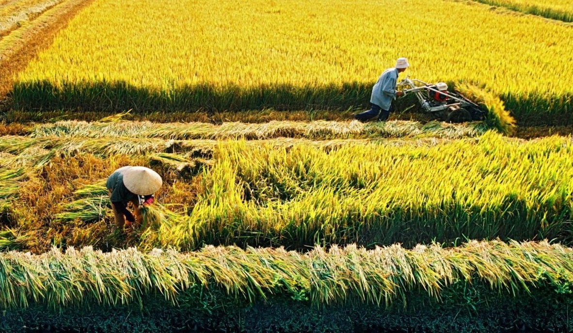 Người nhận chuyển nhượng đất nông nghiệp nhưng không sản xuất nông nghiệp, có được gia hạn sử dụng đất?