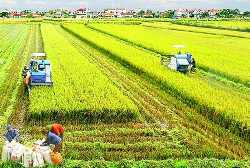 Cần Thơ được chuyển đổi gần 36 ha đất trồng lúa làm dự án KĐT và khu công nghệ thông tin tập trung