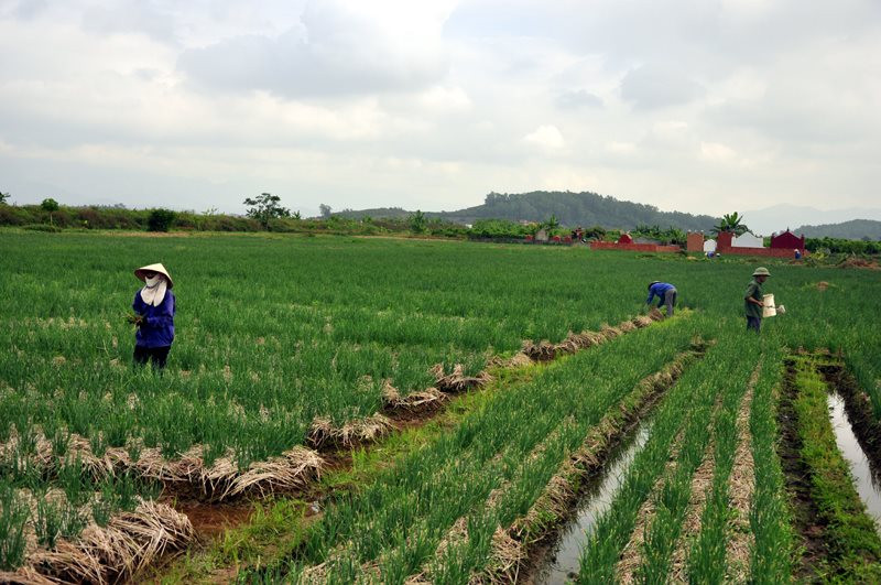 Đấu giá hàng trăm nghìn m2 đất nông nghiệp tại Ba Vì