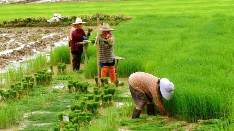 Tỉnh sát vách với TP.HCM được chuyển đổi hơn 73 ha đất trồng lúa để làm KĐT hơn 4.000 tỷ đồng